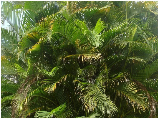 Mon Jardin Tropical- Graines de palmier multipliant Guadeloupe - Chrysalidocarpus - chrysalidocarpus-lutescens - Areca Lutescens,  - Palmier multipliant