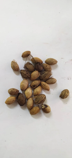 Mon Jardin Tropical- Graines de palmier multipliant Guadeloupe - Chrysalidocarpus - chrysalidocarpus-lutescens - Areca Lutescens,  - Palmier multipliant