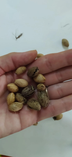 Mon Jardin Tropical- Graines de palmier multipliant Guadeloupe - Chrysalidocarpus - chrysalidocarpus-lutescens - Areca Lutescens,  - Palmier multipliant