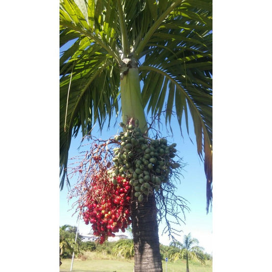 Mon Jardin Tropical- Graines palmier royal nain - 'Adonidia Merrili ou Veitchia Merrili- arbre de noël - plantes sachet 5/10/15  graines - palmier de noël-arec d'inde