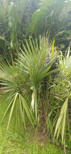 10 graines palmier trachycarpus - graines de Palmier chanvre -latanier savanne-Mon Jardin Tropical-