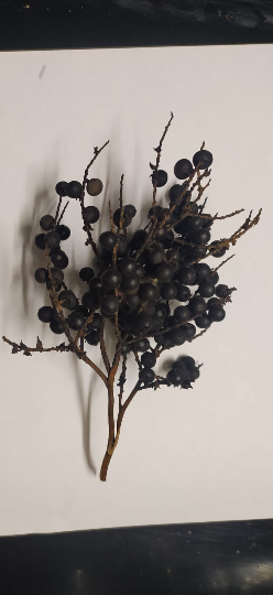 10 graines palmier trachycarpus - graines de Palmier chanvre -latanier savanne-Mon Jardin Tropical-