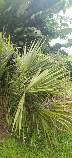 10 graines palmier trachycarpus - graines de Palmier chanvre -latanier savanne-Mon Jardin Tropical-