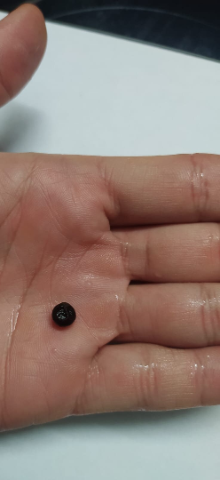 10 graines palmier trachycarpus - graines de Palmier chanvre -latanier savanne-Mon Jardin Tropical-