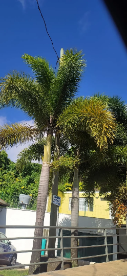 Mon Jardin Tropical- Graines palmier GRAINES queue de renard -  3 graines palmier queue de renard - 6 Graines Wodyetia Bifurcata