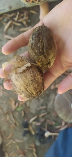 Mon Jardin Tropical- Graines palmier royal - Roystonea Regia Guadeloupe Royal Palm - Roystonea elata - plantes sachet 5/10/15  graines - king palm