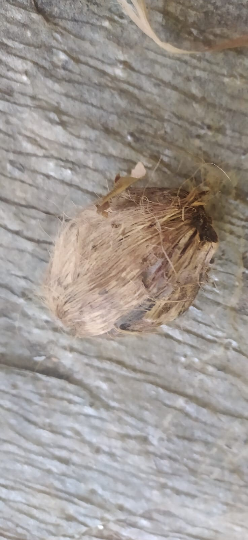 Mon Jardin Tropical- Graines palmier royal - Roystonea Regia Guadeloupe Royal Palm - Roystonea elata - plantes sachet 5/10/15  graines - king palm