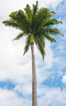 Mon Jardin Tropical- Graines palmier royal - Roystonea Regia Guadeloupe Royal Palm - Roystonea elata - plantes sachet 5/10/15  graines - king palm