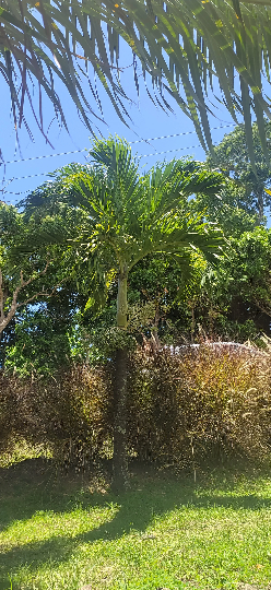 Mon Jardin Tropical- Graines palmier royal nain - 'Adonidia Merrili ou Veitchia Merrili- arbre de noël - plantes sachet 5/10/15  graines - palmier de noël-arec d'inde
