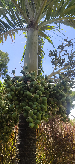 Mon Jardin Tropical- Graines palmier royal nain - 'Adonidia Merrili ou Veitchia Merrili- arbre de noël - plantes sachet 5/10/15  graines - palmier de noël-arec d'inde