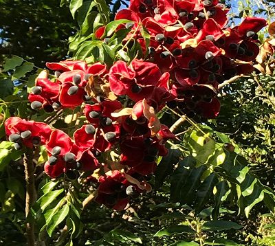 Mon Jardin Tropical- Graines de zanzibar Guadeloupe, Majidea zanguebarica – Perle de Zanzibar- graines de plantes,  graines grises -Perle velours - Black Pearl