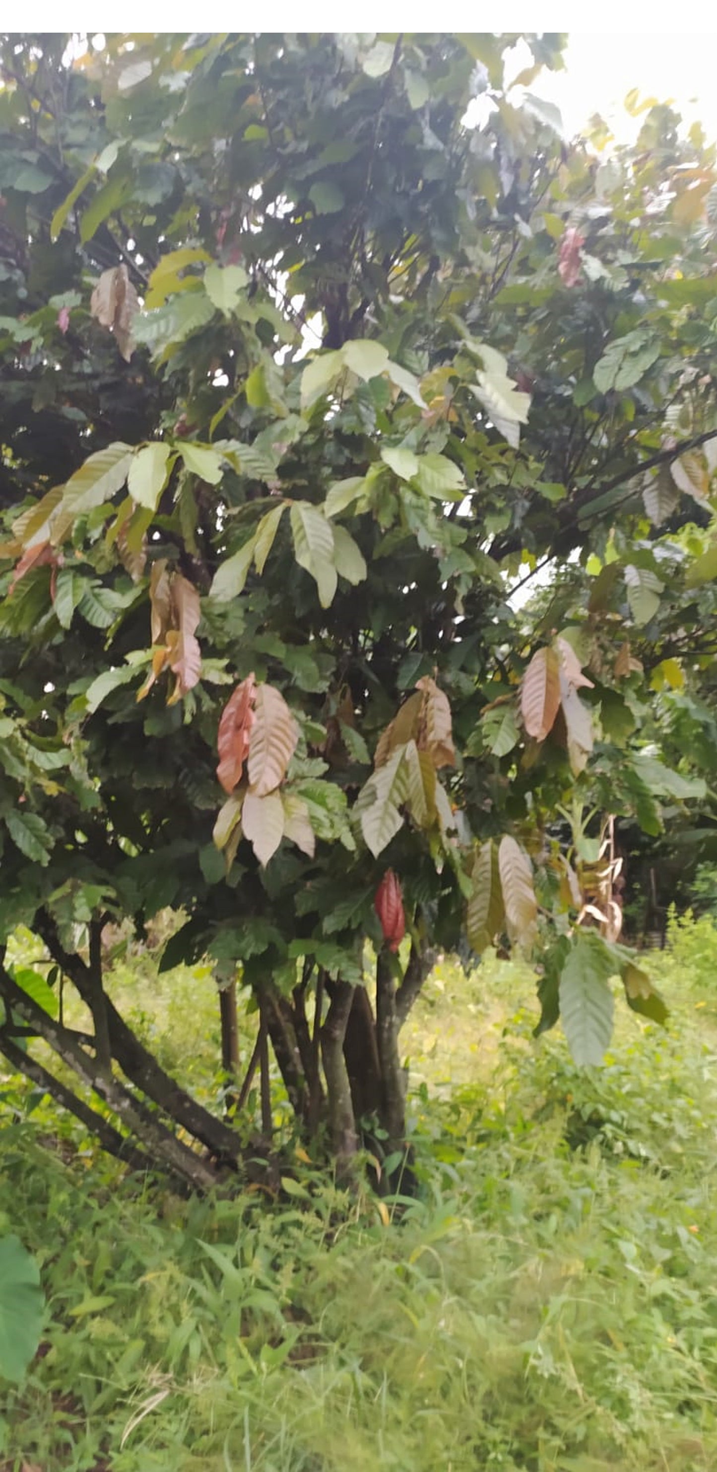 Mon Jardin Tropical- Graines de cacaoyer orange de Guadeloupe - Trinitario, cacao orange - Arbre à chocolat - fresh cocoa seed - coco seeds - fèves de cacao