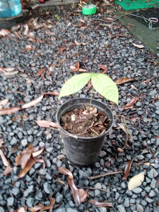 Pied de cacaoyer - theobroma cacao-  Cacaoyer jaune - Kako - tchocolatl - Arbre à chocolat - Chocolate tree - chocolate - guadeloupe