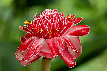 Mon Jardin Tropical- 5 Graines de rose de Porcelaine Rose - Graines de Etlingera elatior Rose- Gingembre Tropical Rose - Etlingera elatior ‘pink’ –Nicolaia elatior