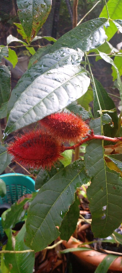 10 Graines de roucou, roucou, graine rouge à lèvres, urucum, achiote, annatto, arbre à rouge à lèvres lipstick tree, rouge-Mon Jardin Tropical-