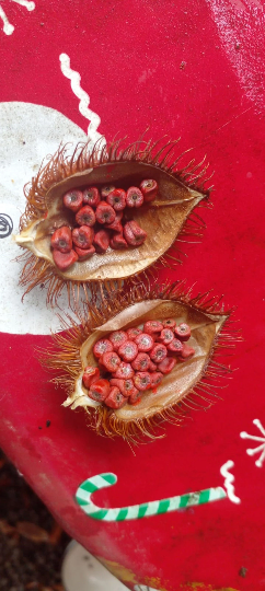 10 Graines de roucou, roucou, graine rouge à lèvres, urucum, achiote, annatto, arbre à rouge à lèvres lipstick tree, rouge-Mon Jardin Tropical-