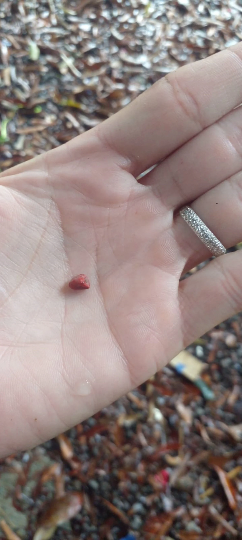 10 Graines de roucou, roucou, graine rouge à lèvres, urucum, achiote, annatto, arbre à rouge à lèvres lipstick tree, rouge-Mon Jardin Tropical-