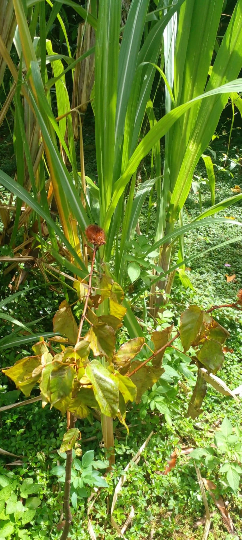 10 Graines de roucou, roucou, graine rouge à lèvres, urucum, achiote, annatto, arbre à rouge à lèvres lipstick tree, rouge-Mon Jardin Tropical-