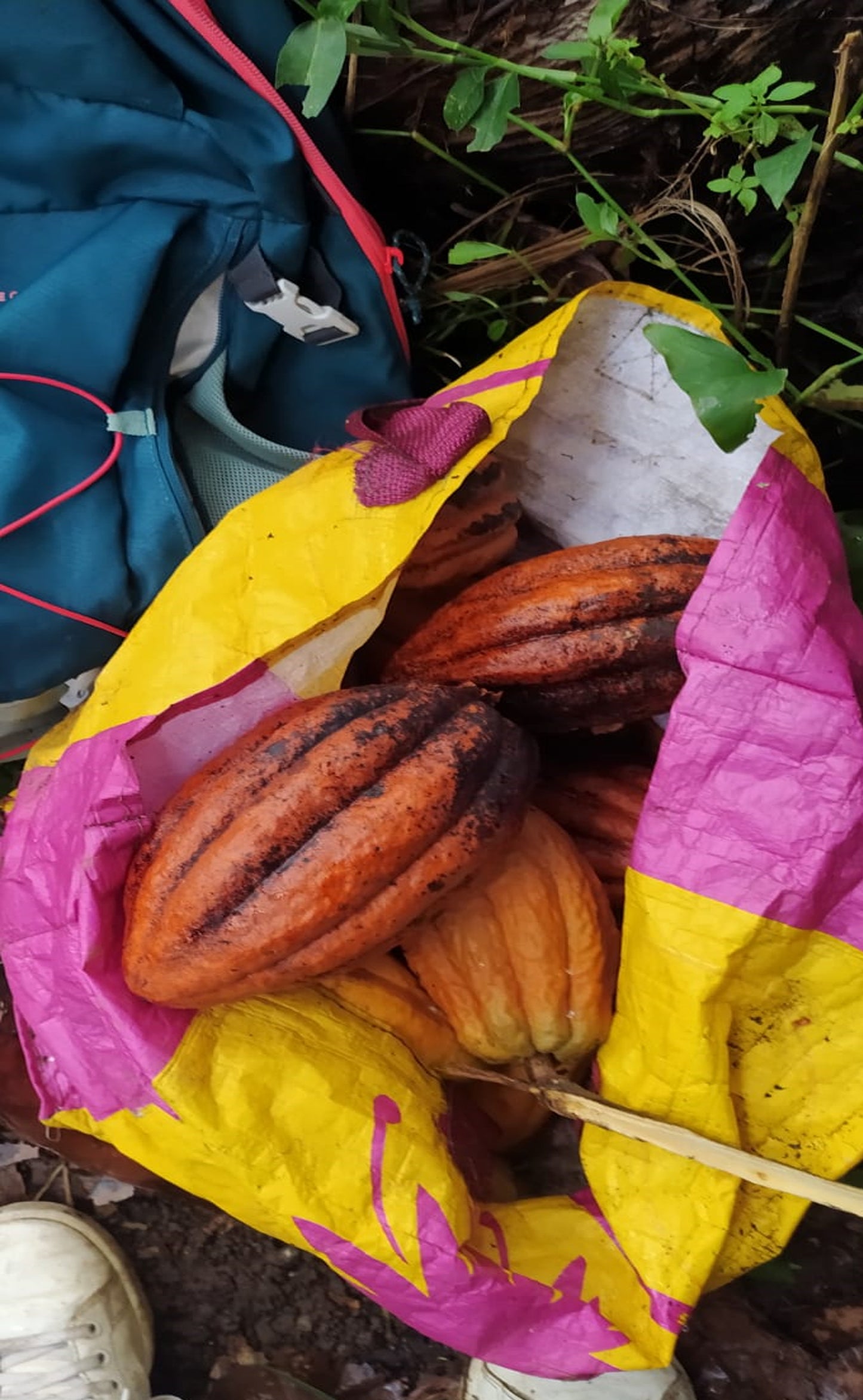 Pied de cacaoyer - theobroma cacao-  Cacaoyer jaune - Kako - tchocolatl - Arbre à chocolat - Chocolate tree - chocolate - guadeloupe