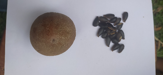 5 Graines de plantes tropicales de sapotille - graine à semer de fruit exotique du sapotillier Graines de Manilkara zapota - Sapotille FWI-Mon Jardin Tropical-