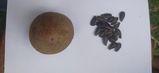 5 Graines de plantes tropicales de sapotille - graine à semer de fruit exotique du sapotillier Graines de Manilkara zapota - Sapotille FWI-Mon Jardin Tropical-