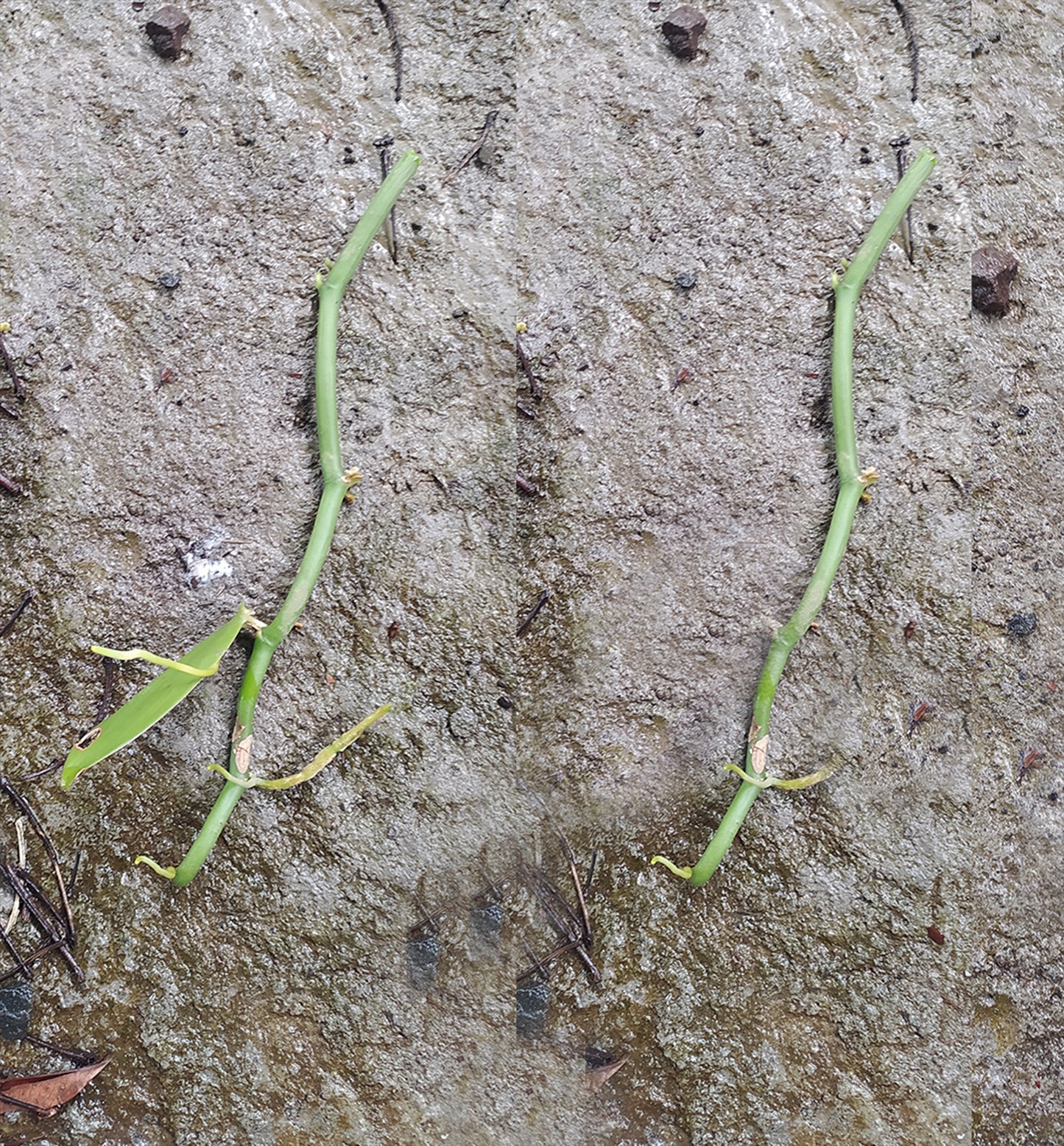 Bouture de vanille Planifolia - bouture de vanille - Plants de vanille - Orchidée vanille - Brin de vanille