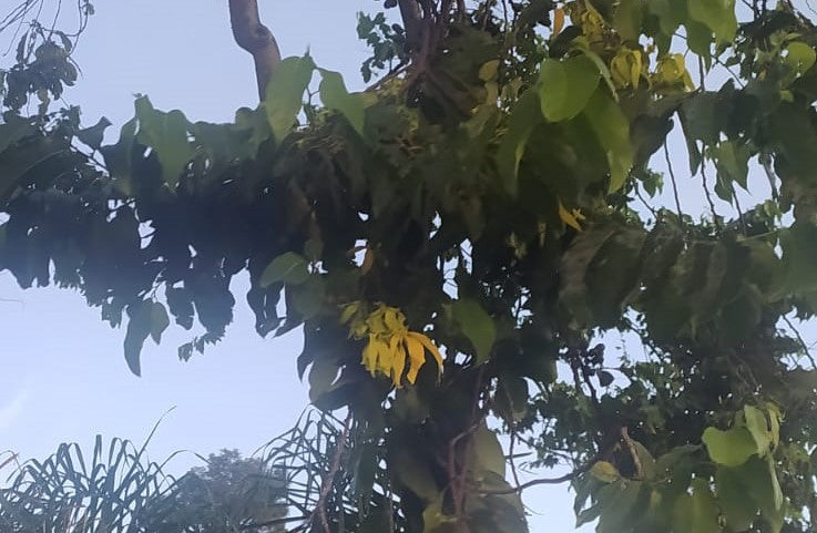 Mon Jardin Tropical- Pieds d' Ylang Ylang d'environ 10 cm de hauteur avec racines, Arbre de Cananga odorata Arbre à parfum, Kenangaw, Ilang-Ilang