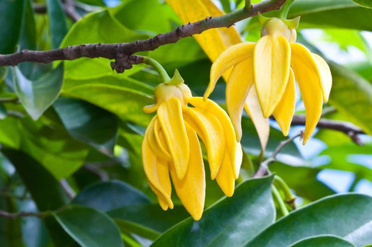 10 graines Ylang Ylang, Arbre de Cananga odorata Arbre à parfum, Kenangaw, Ilang-Ilang,Arbre à huile de Macassar, Graines d’Ylang-Ylangbaum-Mon Jardin Tropical-