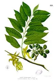 10 graines Ylang Ylang, Arbre de Cananga odorata Arbre à parfum, Kenangaw, Ilang-Ilang,Arbre à huile de Macassar, Graines d’Ylang-Ylangbaum-Mon Jardin Tropical-