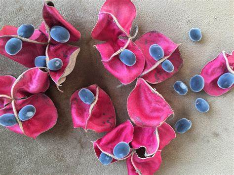 Mon Jardin Tropical- Graines de zanzibar Guadeloupe, Majidea zanguebarica – Perle de Zanzibar- graines de plantes,  graines grises -Perle velours - Black Pearl