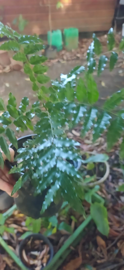 Mon Jardin Tropical- Plant arbre de zanzibar, Majidea zanguebarica – Perle de Zanzibar- plant arbre,  graines grises -Perle velours - Black Pearl