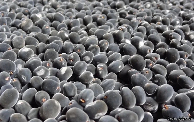 Mon Jardin Tropical- Graines de zanzibar Guadeloupe, Majidea zanguebarica – Perle de Zanzibar- graines de plantes,  graines grises -Perle velours - Black Pearl