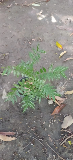 Mon Jardin Tropical- Plant arbre de zanzibar, Majidea zanguebarica – Perle de Zanzibar- plant arbre,  graines grises -Perle velours - Black Pearl