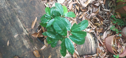 Mon Jardin Tropical- Graines de corossol Guadeloupe - graine de corossol a planter - Fruit corossol -Annona muricata pour le jardin potager, graines de guanabana