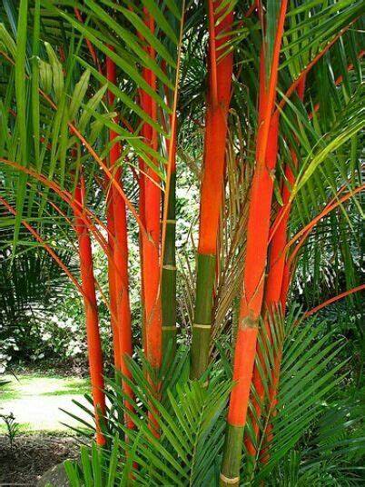 Mon Jardin Tropical- 5 Graines palmier rouge - graines de multipliants rouge - Cyrtostachys Renda - Palmier rouge à lèvres, Palmier à troncs rouges, Lipstick palm