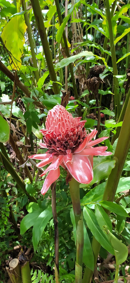 Mon Jardin Tropical- 5 Graines de rose de Porcelaine Rose - Graines de Etlingera elatior Rose- Gingembre Tropical Rose - Etlingera elatior ‘pink’ –Nicolaia elatior