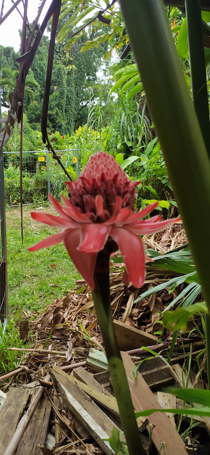 Mon Jardin Tropical- 5 Graines de rose de Porcelaine Rose - Graines de Etlingera elatior Rose- Gingembre Tropical Rose - Etlingera elatior ‘pink’ –Nicolaia elatior