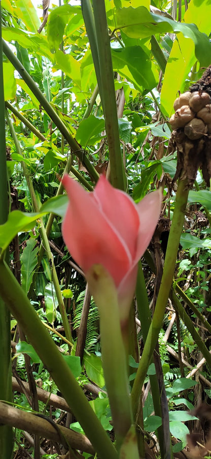 Mon Jardin Tropical- 5 Graines de rose de Porcelaine Rose - Graines de Etlingera elatior Rose- Gingembre Tropical Rose - Etlingera elatior ‘pink’ –Nicolaia elatior