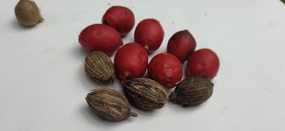 Mon Jardin Tropical- Graines palmier royal nain - 'Adonidia Merrili ou Veitchia Merrili- arbre de noël - plantes sachet 5/10/15  graines - palmier de noël-arec d'inde