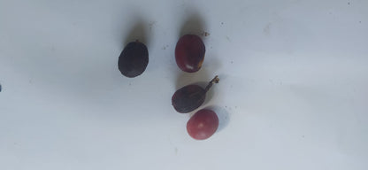 3 Graines de Croton - Codiaeum variegatum - Croton Codiaeum Variegatum-Mon Jardin Tropical-