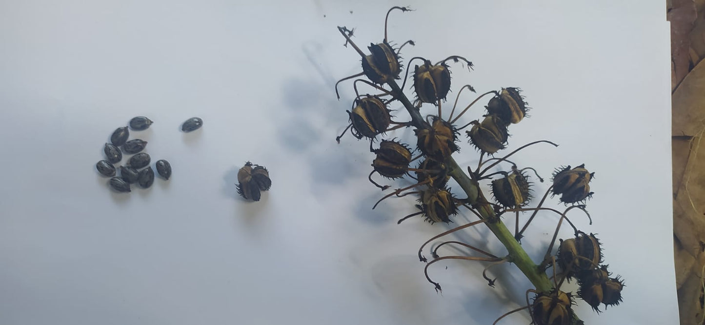 3 Graines de Croton - Codiaeum variegatum - Croton Codiaeum Variegatum-Mon Jardin Tropical-