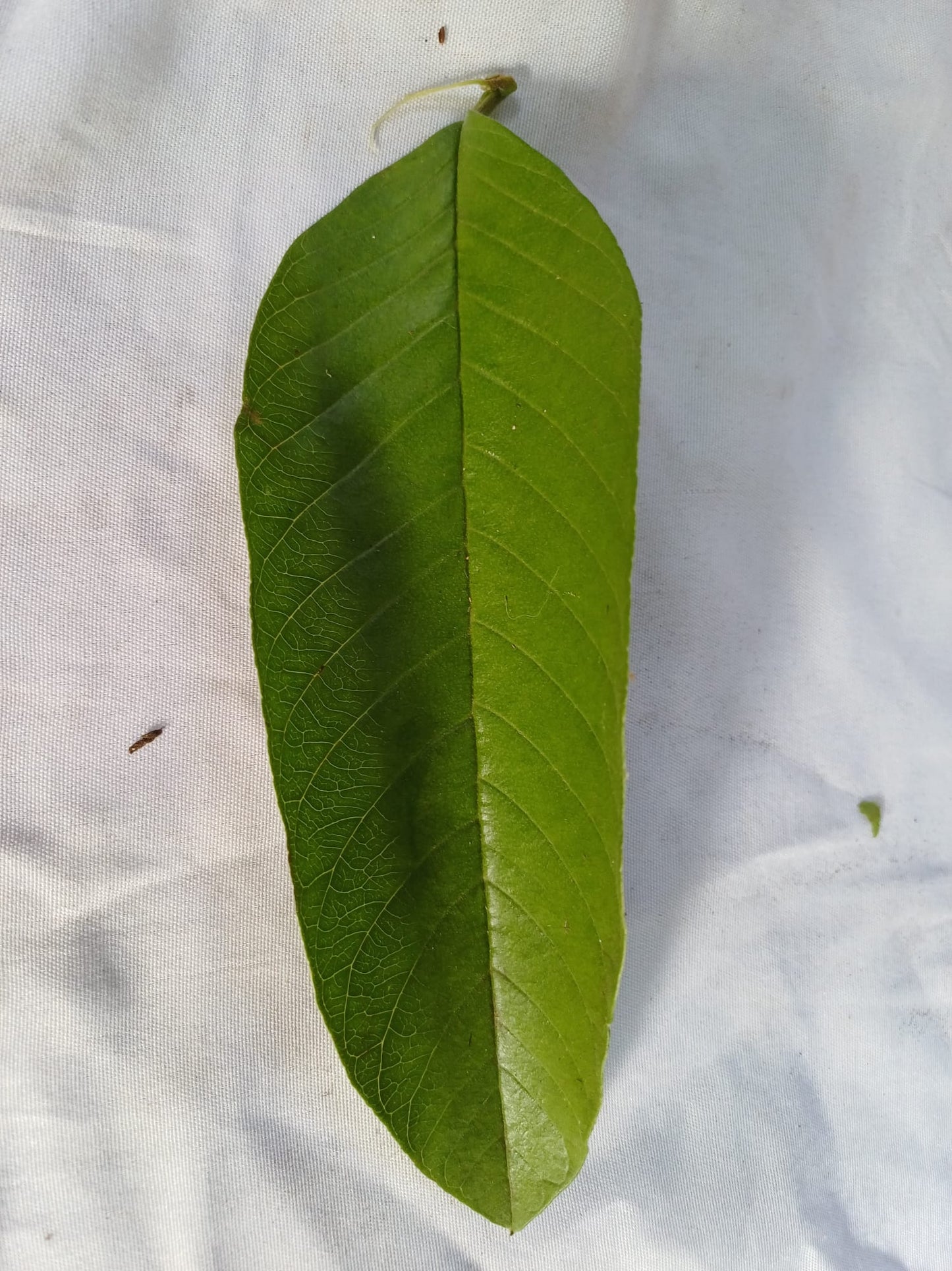 Feuilles fraîches Goyavier cueillies à la main du jardin- Feuilles de goyave 100% biologiques, vertes fraîches, feuilles de goyave psidium , meilleure tisane naturelle de goyave 100% guava Psidium guajava | Organic, Wild Crafted