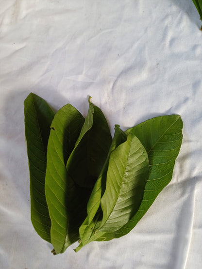 Feuilles fraîches Goyavier cueillies à la main du jardin- Feuilles de goyave 100% biologiques, vertes fraîches, feuilles de goyave psidium , meilleure tisane naturelle de goyave 100% guava Psidium guajava | Organic, Wild Crafted