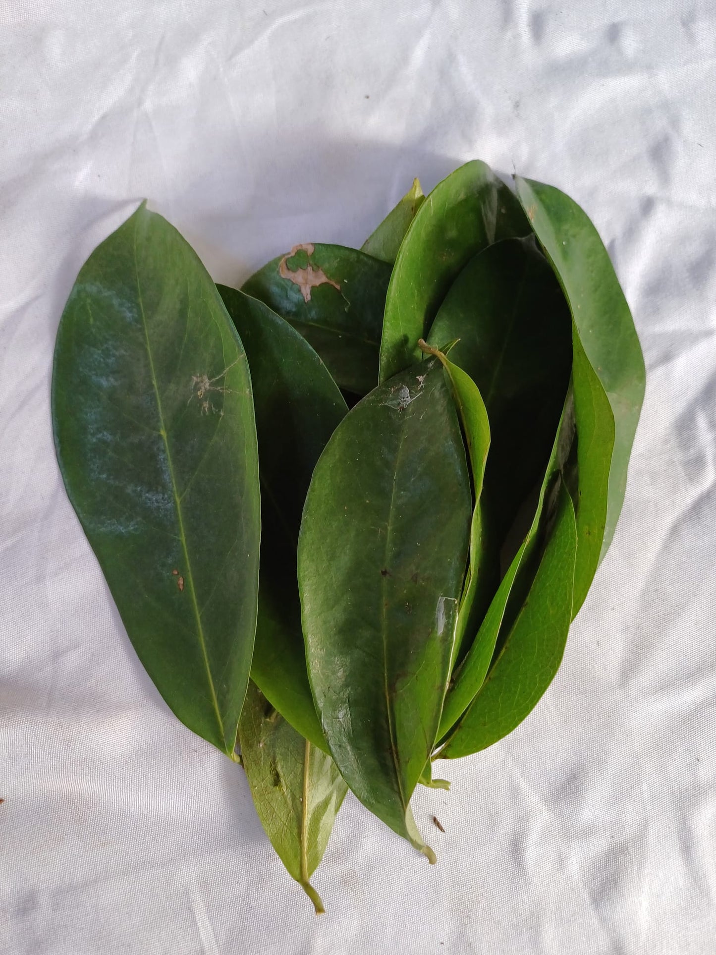 100 gr de feuilles fraîches Corossolier -  Annoma Muricata  - feuille de corossol - Feuilles de corossol biologique - Graviola - Feuilles de corossol en gros/en vrac, Feuilles de graviola | Boissons au guanabana, thé au corossol