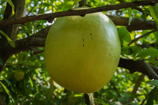 Mon Jardin Tropical- Graines de calebasse - Crescentia cujete - graine de calebassier rondes - calabasa, guira, totuma, guadeloupe
