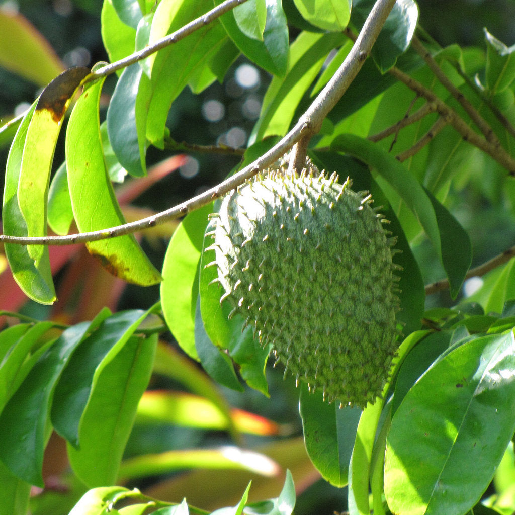 Mon Jardin Tropical- Graines de corossol Guadeloupe - graine de corossol a planter - Fruit corossol -Annona muricata pour le jardin potager, graines de guanabana
