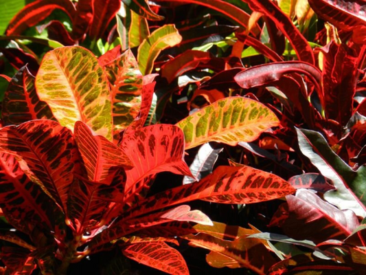 3 Graines de Croton - Codiaeum variegatum - Croton Codiaeum Variegatum-Mon Jardin Tropical-