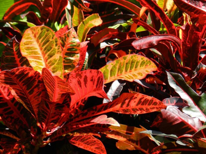 3 Graines de Croton - Codiaeum variegatum - Croton Codiaeum Variegatum-Mon Jardin Tropical-