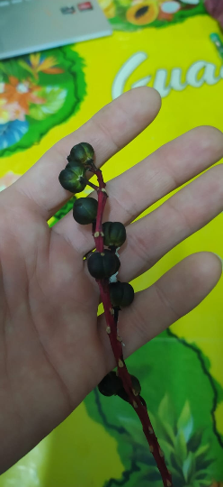 3 Graines de Croton - Codiaeum variegatum - Croton Codiaeum Variegatum-Mon Jardin Tropical-