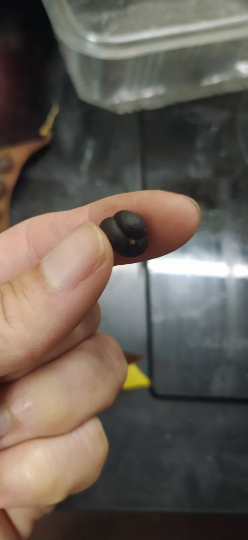 3 Graines de Croton - Codiaeum variegatum - Croton Codiaeum Variegatum-Mon Jardin Tropical-